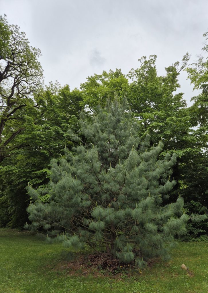 pinus wallichiana